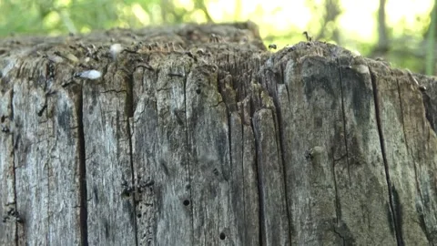Ants colony on vertical stump surface tilting Stock Footage 329897877