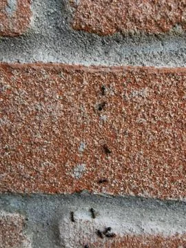 Ants in column on red brick wall Foto stock