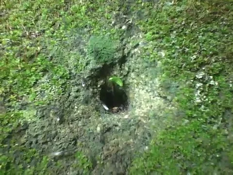 Ants coming and going through the hole in the wall at night, some bring food Stock Footage 159434563