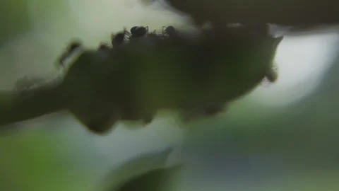 Ants coming into focus inside flower close up slow Stock Footage 184450548