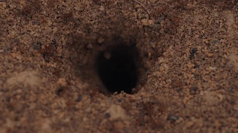 Ants coming out of an anthill Video stock 128139691