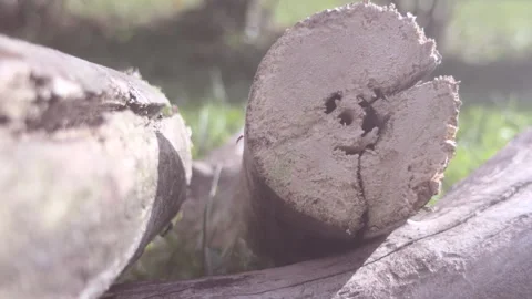 Ants coming out of split piece of wood 4k Video stock 343053741
