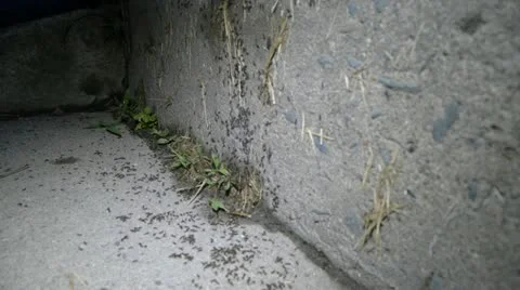 Ants Concrete Steps 001 Stockbeeldmateriaal 12139223