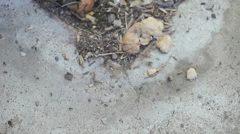 Ants on concrete surface Stock Footage 56661083