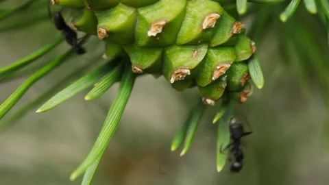 Ants on a coniferous tree Video stock 194275332