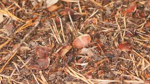 Ants in constant motion, summer day Stock Footage 67180129