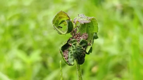 Ants Constructing Earth Pavilion Nest on Living Green Leaves Vídeos de archivo 332643271