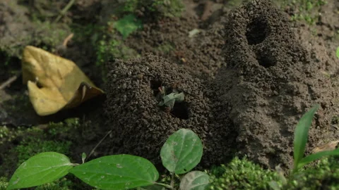 Ants Constructing Mounds Amidst Leafy Terrain in Amazon Rainforest Stock Footage 334327638