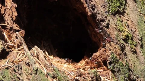 Ants cooperating in the forest anthill 4k Stock-Footage 155225326
