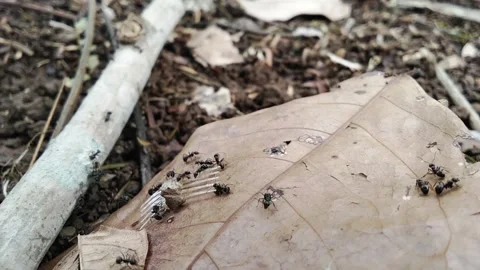 The ants' cooperation on food Vídeo Stock 292647300