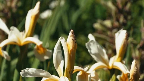 Ants covering bud of a flower in spring in slow motion Stock Footage 313569928