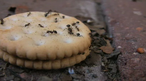 Ants Cracker 01 Stock Footage 872887