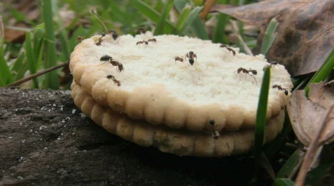 Ants Cracker 02 Stock Footage 873692