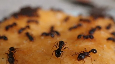 Ants on Cracker 库存影片 112757578
