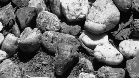 Ants crawl across small rocks in black and white 스톡 동영상 343282334