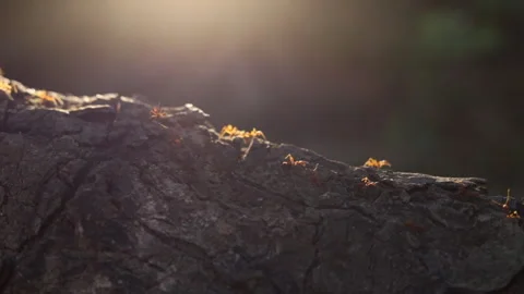 Ants crawl along the bark of a tree. Beautiful sunset sunlight. Macro shot. Stock Footage 126760155