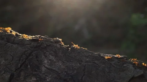 Ants crawl along the bark of a tree. Beautiful sunset sunlight. Macro shot. Video stock 126760186