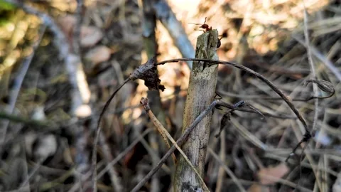 Ants crawl along the nest. Stock Footage 144952979