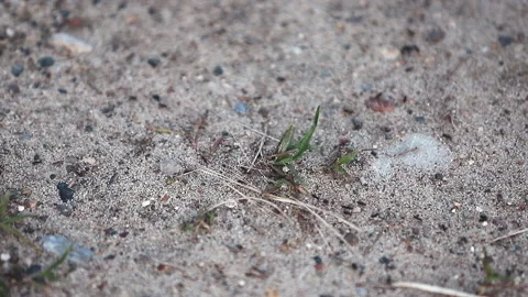 Ants crawl along the path on the sand Stock Footage 230177271