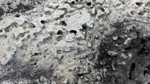 Ants crawl along the paths in the formicaria and carry their larvae. Close-up. Stock Footage 242263807