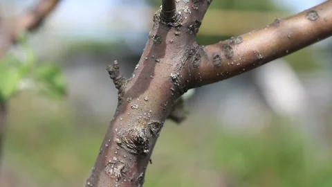 Ants crawl along the trunk of an apple tree. Stock Footage 155010806
