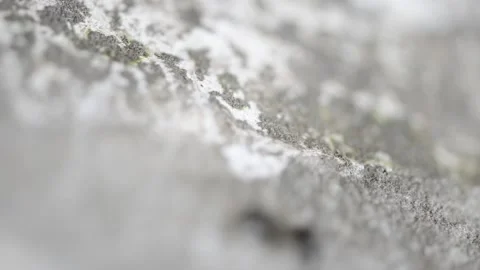 The ants crawl along the trunk of the old large tree. Stock Footage 152427154