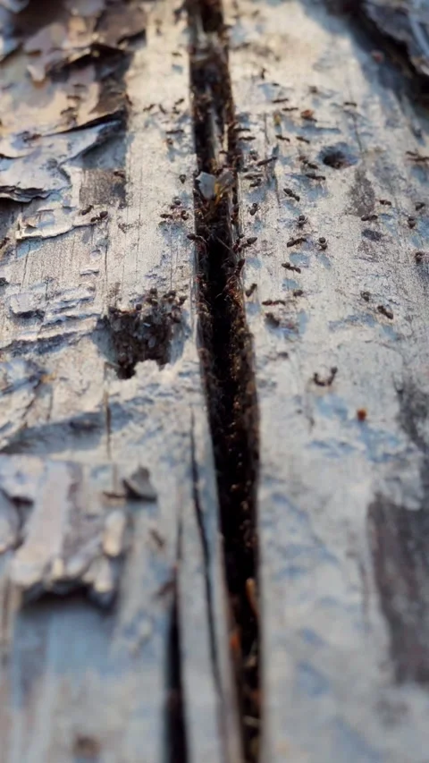 Ants crawl along the trunk of an old fallen tree. A group of insects. Wildlife. Stock Footage 276876867