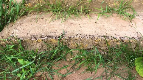 Ants crawl among the grass on the cement threshold of the country plot. Stockbeeldmateriaal 93715445