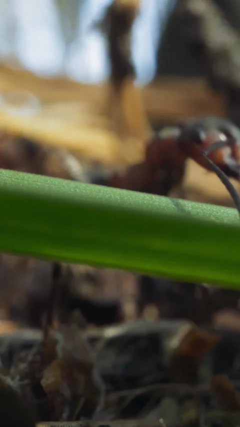 Ants crawl among sticks grass leaves and pine needles Stock Footage 317796552
