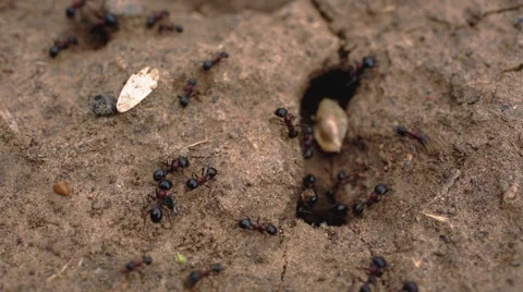 The ants crawl into the anthill Stock Footage 63748195