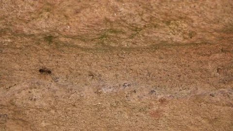 The ants crawl around the brown granite stone. Stock Footage 170370423