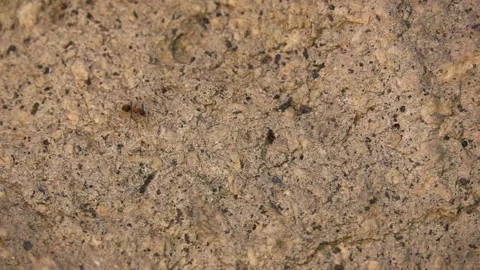 The ants crawl around the brown granite stone. Stock Footage 170420096