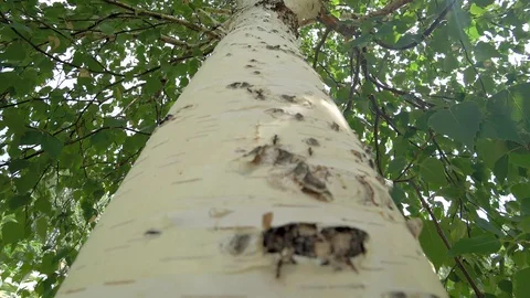 Ants crawl around the tree birch. Stock Footage 93769723