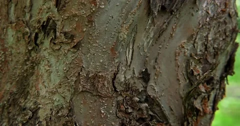 Ants crawl on the bark of an old tree in the park Stock Footage 199464545
