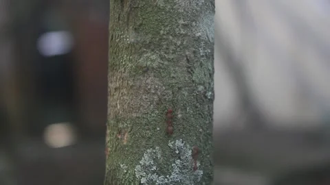 Ants crawl Stock Footage 202134631