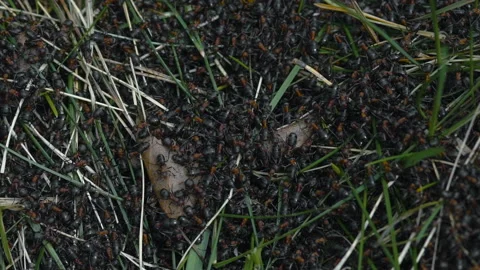 Ants Crawl On The Ground Stock Footage 87552108