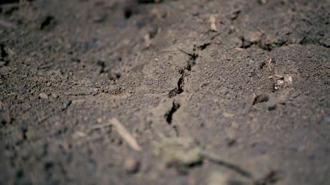 Ants crawl on the ground Stock Footage 136287019