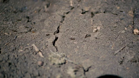 Ants crawl on the ground Video stock 136287103