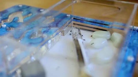 Ants crawl inside transparent box with glass tube and maze Stock Footage 276375412