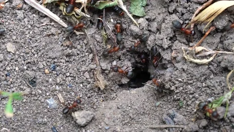 Ants crawl next to their burrow Stock Footage 159443309
