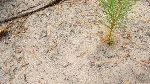 Ants crawl on a path on sandy ground Stock Footage 67203268