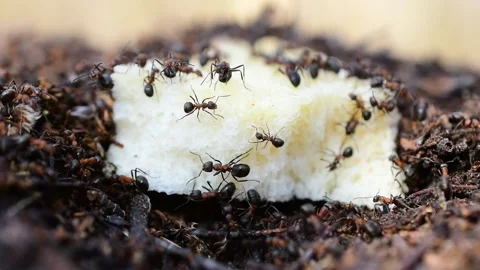 Ants crawl on a piece of white roll Stock Footage 152022383
