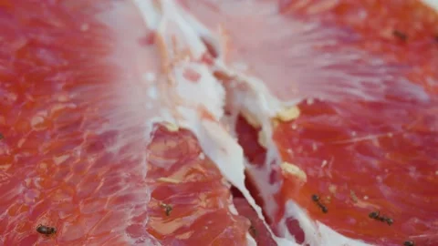 Ants crawl on a red orange Stock Footage 137759046