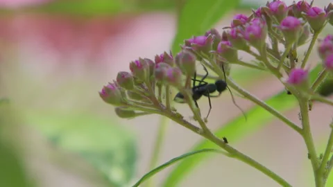 Ants crawl on small plants Stock Footage 241730457