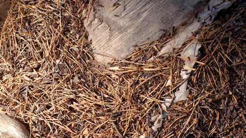Ants crawl on sticks, top view Stock Footage 318713688
