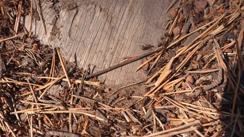 Ants crawl on sticks, top view Stock Footage 318713702