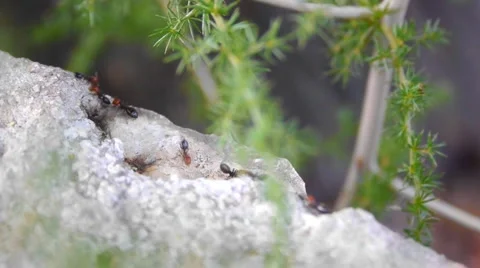 Ants crawl on a stone block Stock Footage 6043174