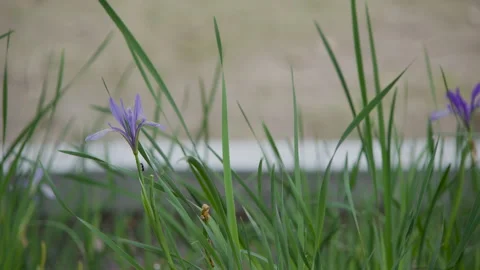 Ants crawl through the swaying orchids Stock Footage 241514742