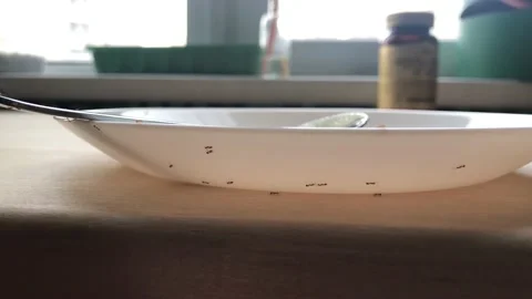 Ants crawl on a white plate Stock Footage 138543999
