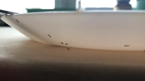 Ants crawl on a white plate Stock Footage 138544028